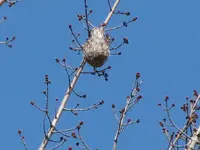 ORIOLE NEST.webp