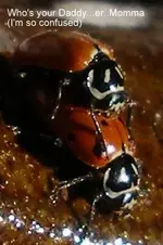 bug 1 4-20-2009 3-51-30 PM 241x362.webp