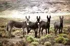mules.webp