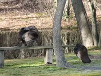 Preening1.webp