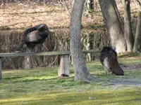 Preening2.webp