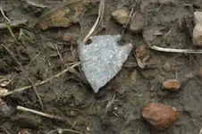 in-situ arrowhead.webp