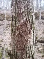 Tree1.webp