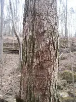 Tree2.webp