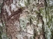 Tree3.webp