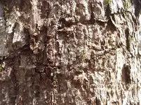 Tree4.webp