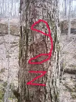Tree5.webp