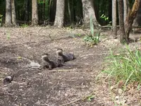 Santa Fe baby Otters.webp
