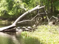 Santa Fe Turtles.webp