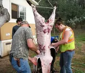 pig9.webp