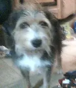 dog1.webp