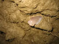 Picture 1885.webp