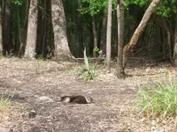 Otter 1.webp