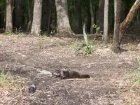 Otter 2.webp
