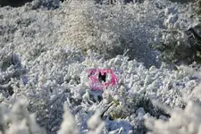 Dog peek 1.webp