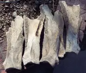 100_4505.webp