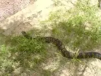 Snake1.webp