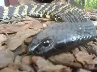 snake head.webp