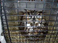 Owl 1.webp