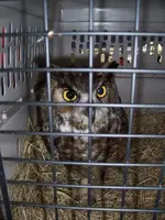 Owl 2.webp