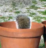 Pothead0.webp