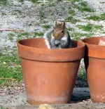 Pothead1.webp