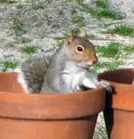 Pothead2.webp