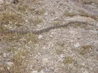 snake.webp