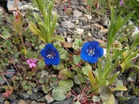 Little blue flowers sm.webp