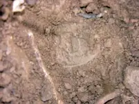 dirt.webp
