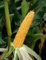 corn.webp