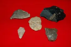 New Finds 2.webp