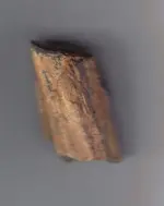 Wood1.webp