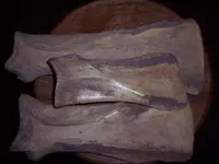 100_4516.webp