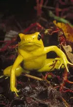DeadlyFrog.webp