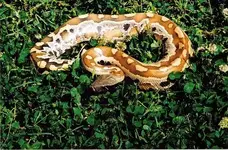 blood python.webp