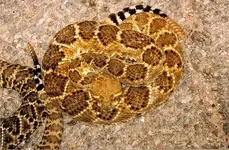 western diamondback1.webp
