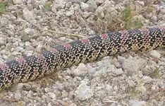 closeupsnake2.webp
