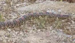 upclosesnake.webp