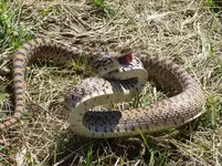 bullsnake2.webp