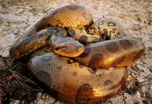 anaconda.webp
