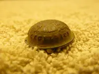 metal detecting 036.webp