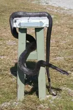 Black snake.3.webp