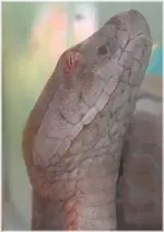 COPPERHEAD VIPER 300.webp