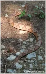 COPPERHEAD%20SNAKE%201A.webp