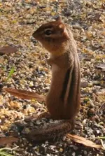 Chipmonk..nc 06.webp