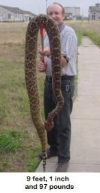 9 feet 1 inch 97 pounds rattle snake.jpg