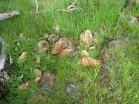 holewithrocks.webp
