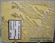 dendritessolenhofen.webp