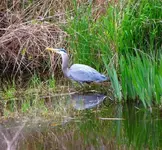 Blue Herring.webp
